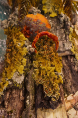 Mario Mu: Sites of Encounter